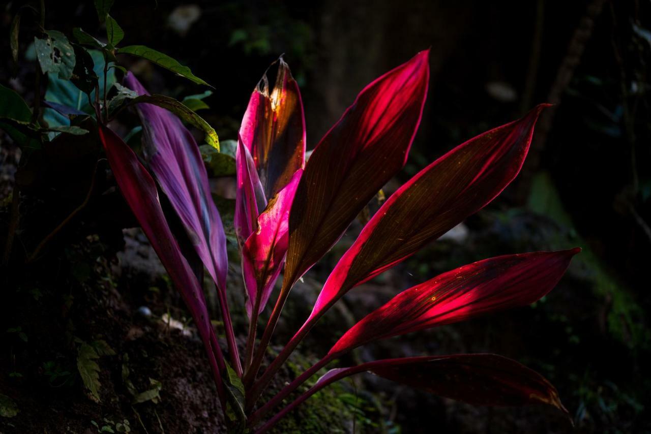 Volcano Gold Loft La Fortuna Екстериор снимка